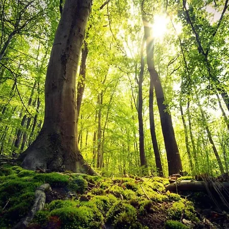 In Der Naehe Des Skigebietes In Appartamento