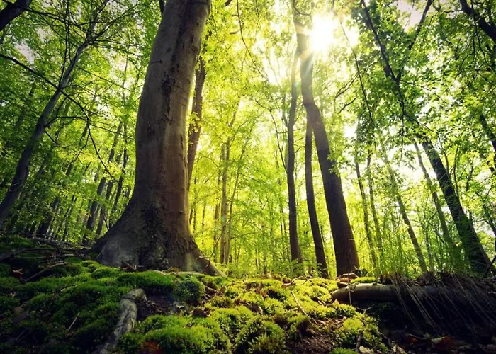 In Der Naehe Des Skigebietes In Lägenhet